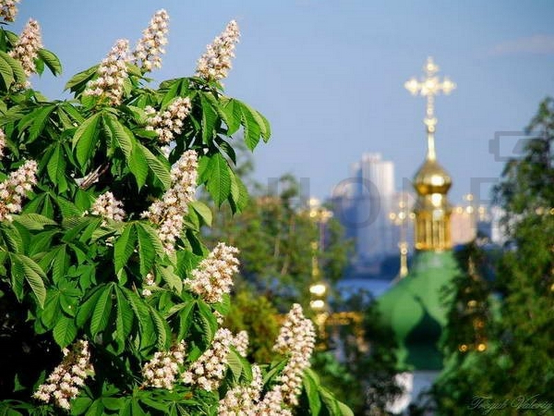 Где можно купить Нокиа 8800 в Украине?